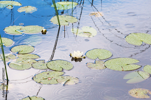 White water lilies in the water © Lars Johansson