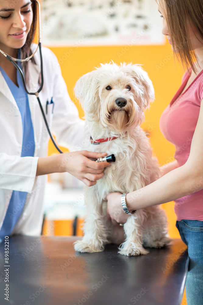 Veterinarian checking up sick white dog with stethoscope Veterinarian checking up sick white dog with stethoscope