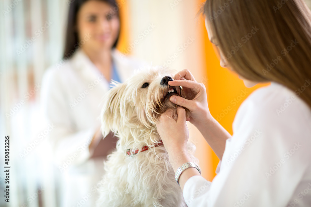 Checking teeth of Maltese dog in vet clinic Stock Photo Adobe Stock