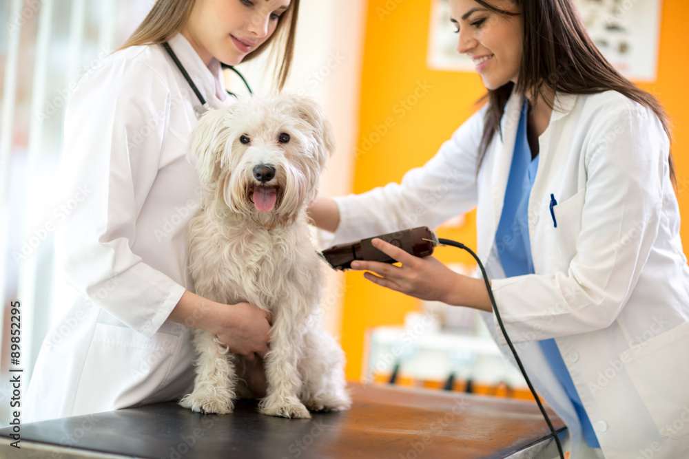 Veterinarians shaving part of hair and preparing Maltese dog for