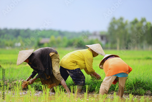 Thai farmers working plant rice in Thailand