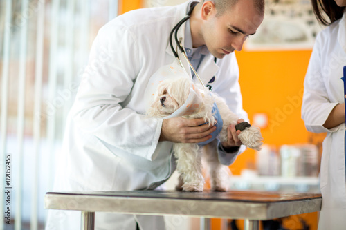 Φωτογραφία Vet wrapping a bandage around a Pekinese 's hurt paw