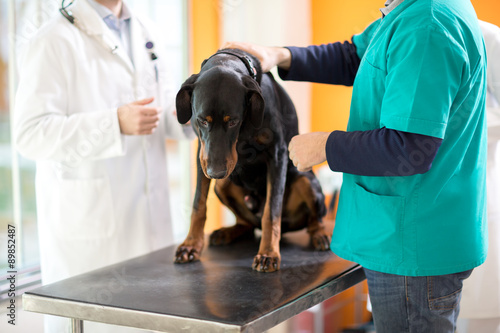 Great Dane on cancer examination in vet clinic
