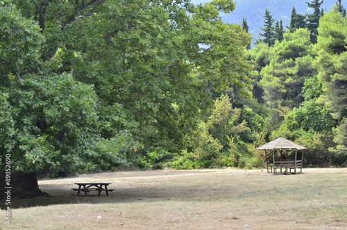 Wallpaper Mural Forest rest place Torontodigital.ca