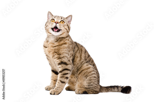 Canvas Print Portrait of a cute funny cat Scottish Straight