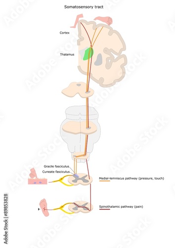vie somatosensitive: via lemniscale e via spinotalamica