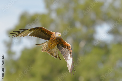 Red Kite