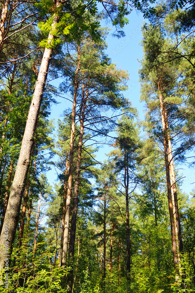 Fototapeta premium Pine forest at summer.