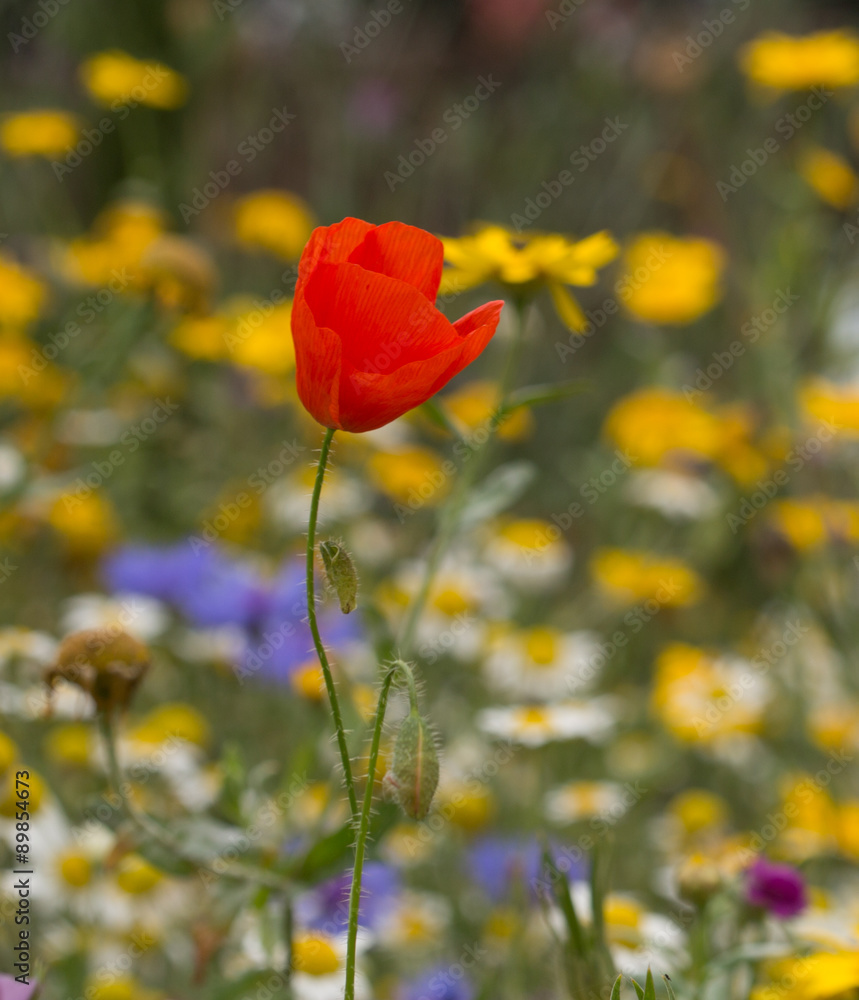 Obraz premium Tall poppy in wild flower bed.
