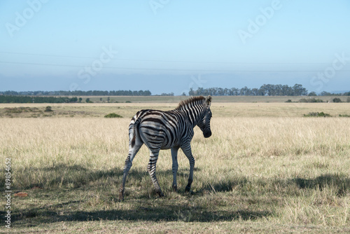 A young zebra in a game reserve in South Africa