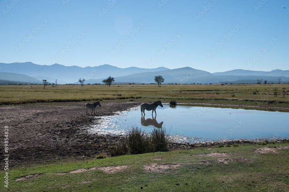 A scene showing zebras near a lake in a game reserve in South Africa