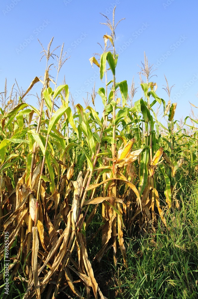 Fototapeta premium Corn field at summer