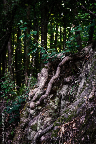 Terrible dreamy mysterious forest view
