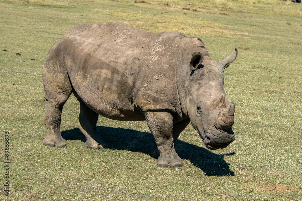 Fototapeta premium A close up of a white rhino in a game reserve in South Africa