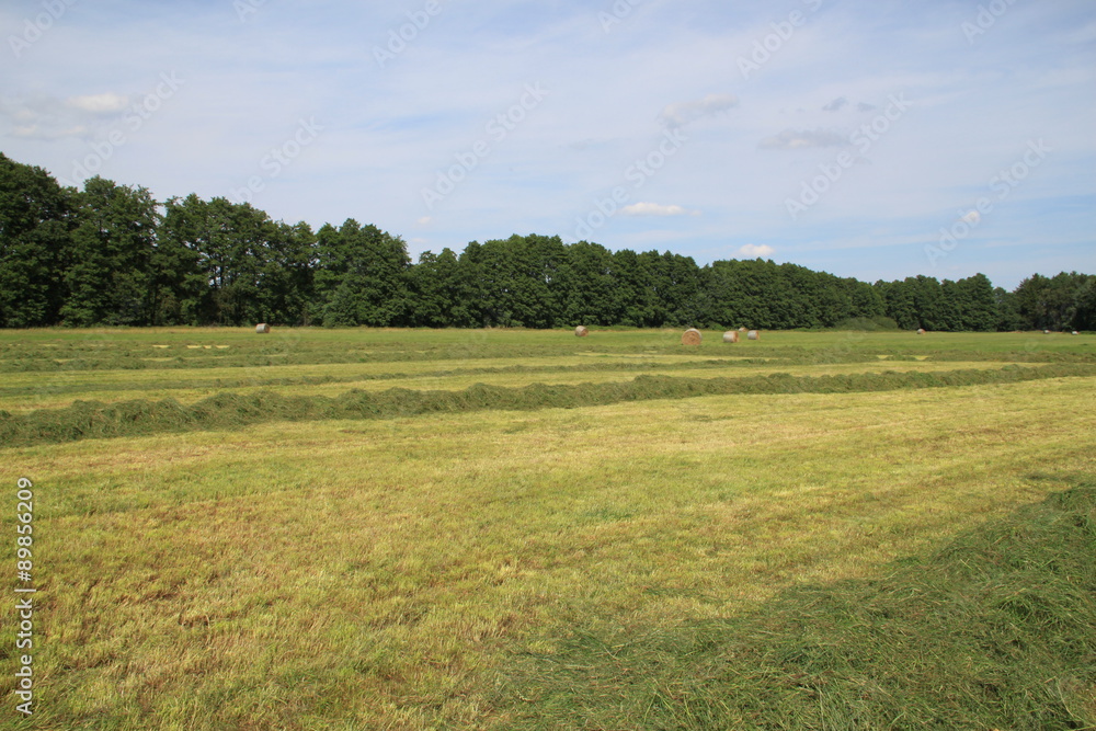 Frisch gemähte Wiese mit Strohballen im Hintergrund