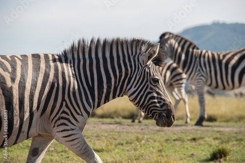 Zebra walking © annapimages