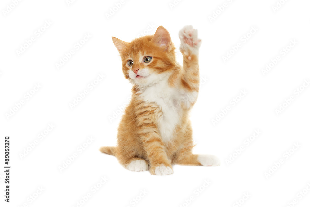 Obraz premium kitten looking