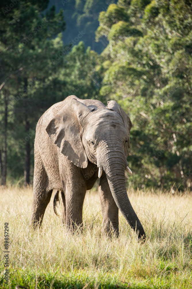 Fototapeta premium An elephant in a wildlife park in South Africa