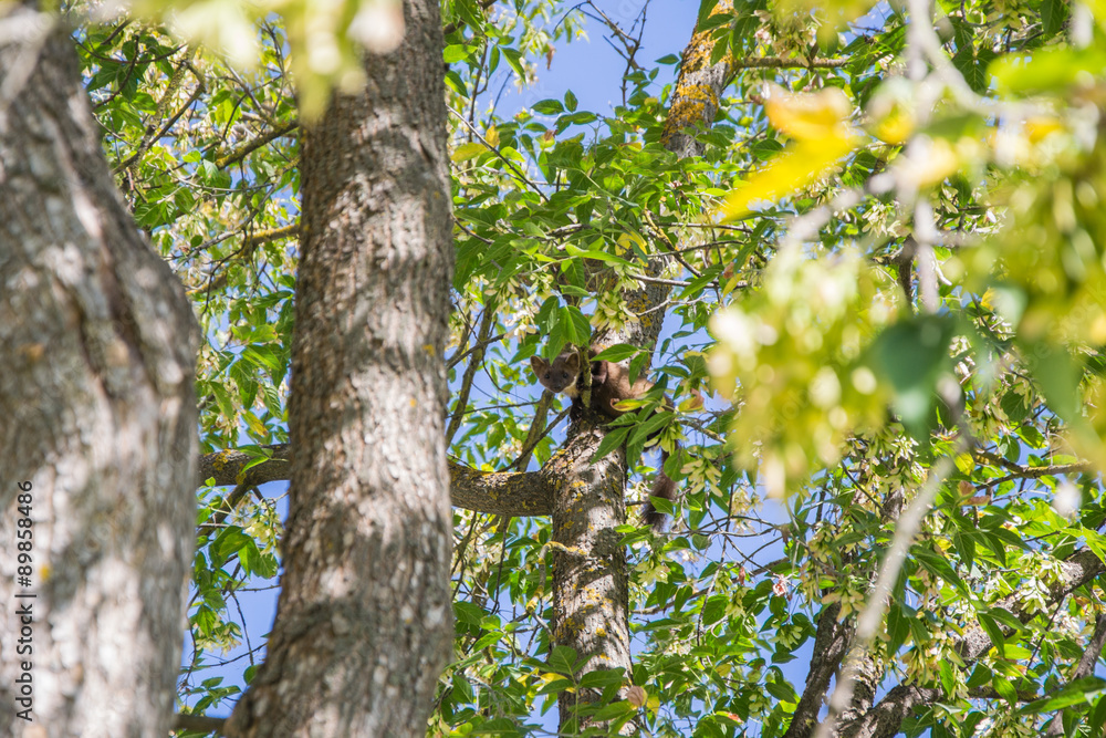Forest marten among green leaves and branches of trees Forest marten among green leaves and branches of trees