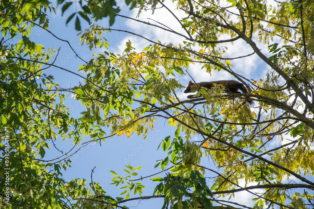 Forest marten among green leaves and branches of trees Forest marten among green leaves and branches of trees