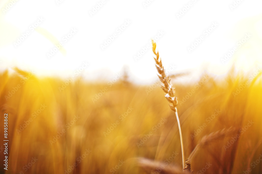 Fototapeta premium wheat field