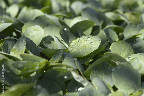 Broccoli seedlings.