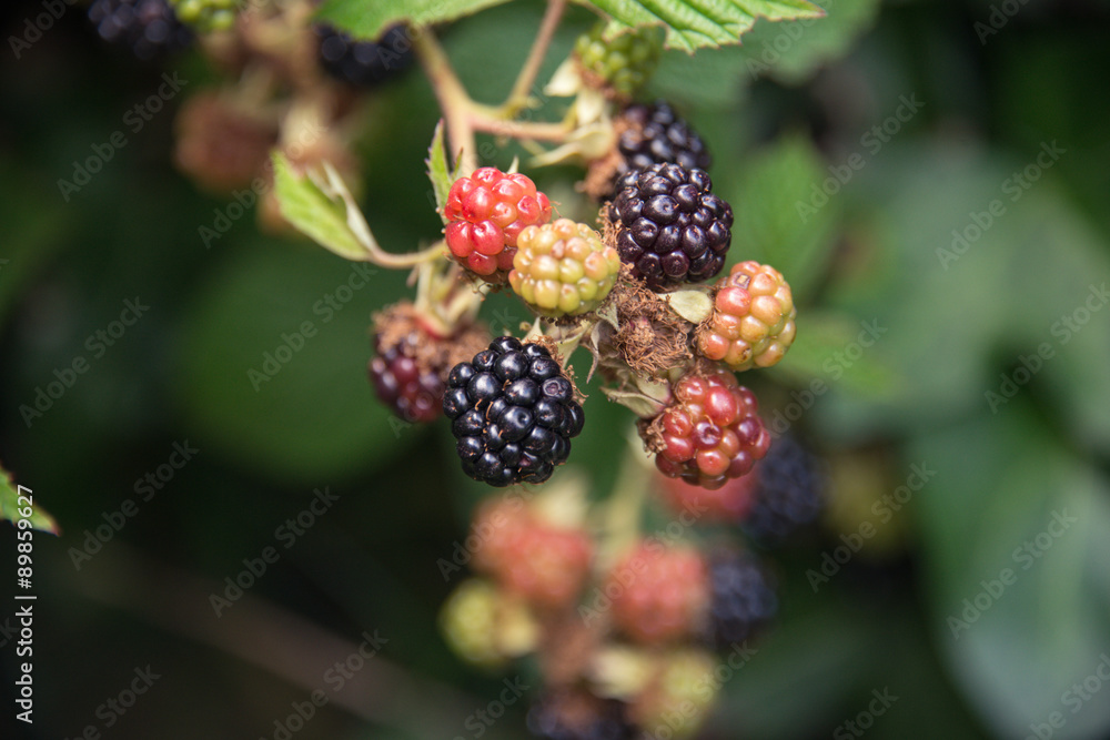 Blackberries in a garden in the UK Blackberries in a garden in the UK