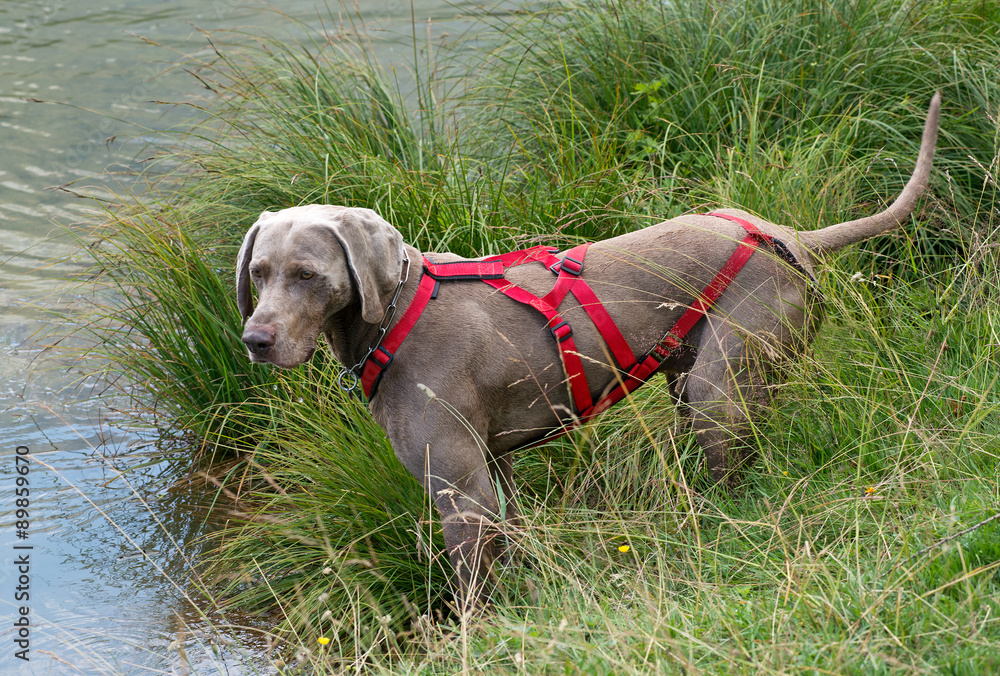 Weimaraner wearing a red harness Weimaraner wearing a red harness