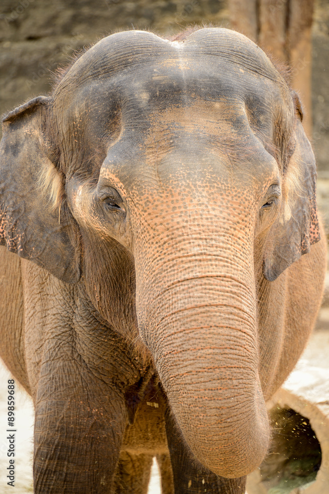 Fototapeta premium Elephant