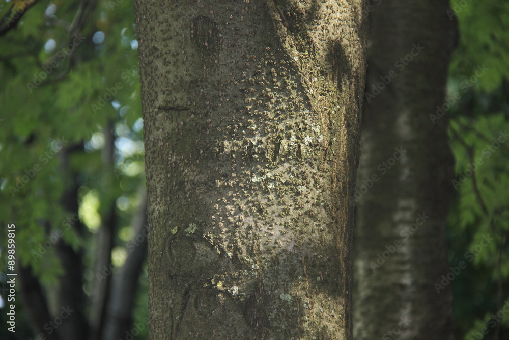 Obraz premium деревья