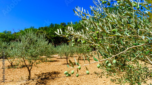 Beautiful olive trees in Provence, France