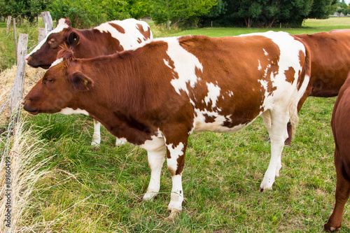 cows in the field in green meadow farm