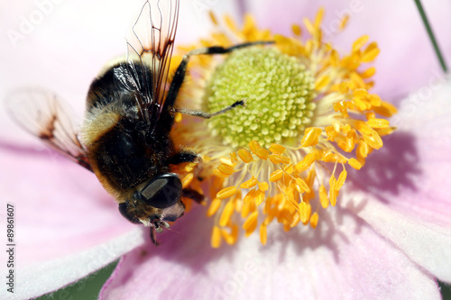 Biene beim Honigsammeln auf Blüte photo