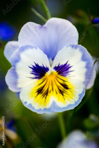 Fototapeta Naklejka Na Ścianę i Meble -  Blue and yellow Colored Pansy Flower