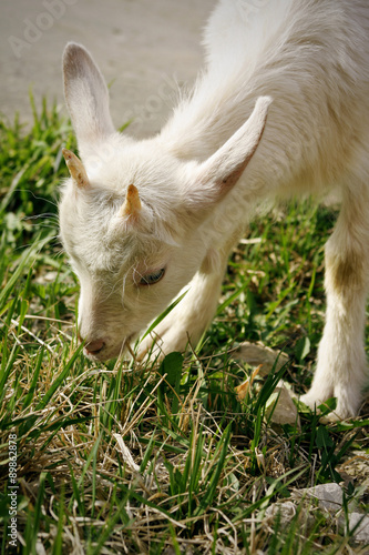 goatling