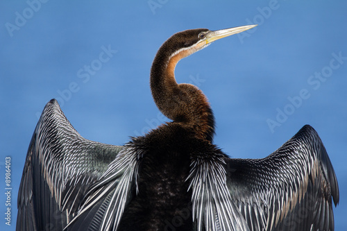 Φωτογραφία African darter