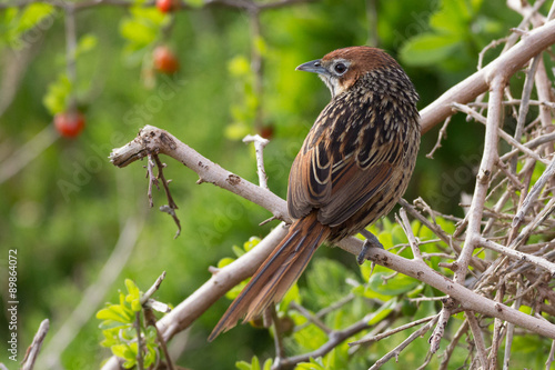 Cape Grassbird
