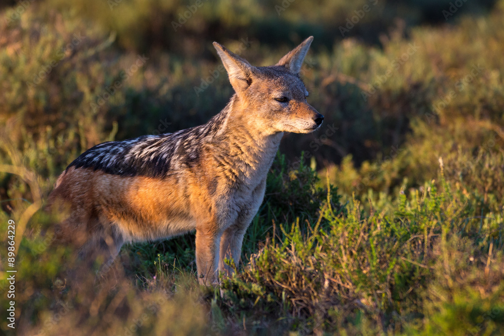 Black-backed jackal Black-backed jackal