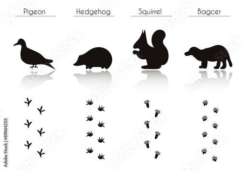 Set of Animal and Bird Trails with Name.