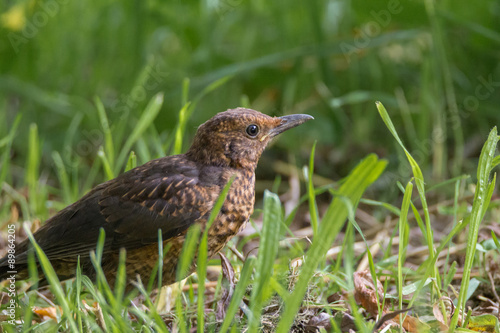 Amsel