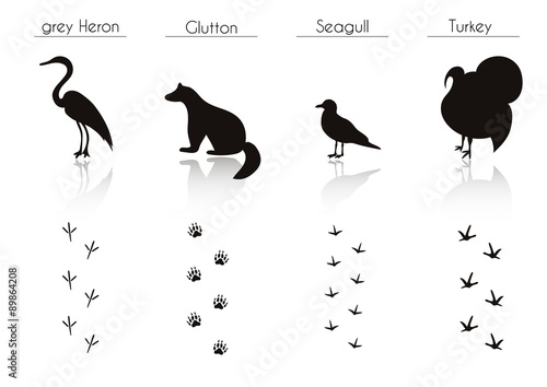 Set of Animal and Bird Trails with Name.