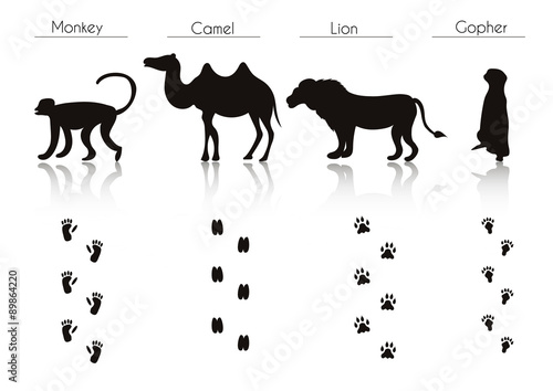 Set of Animal and Bird Trails with Name.