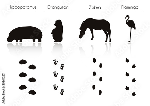 Set of Animal and Bird Trails with Name.