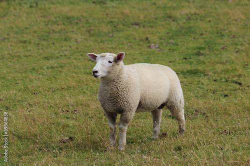 Schaf  auf der Weide