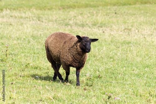 Schaf mit braunem Fell