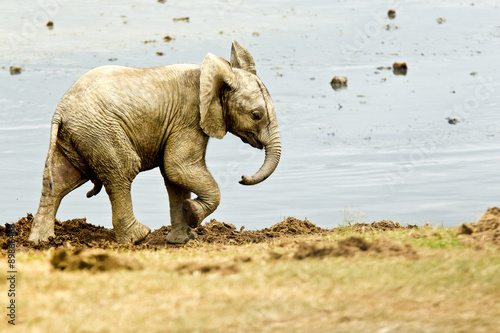 Male elephant at a water hole