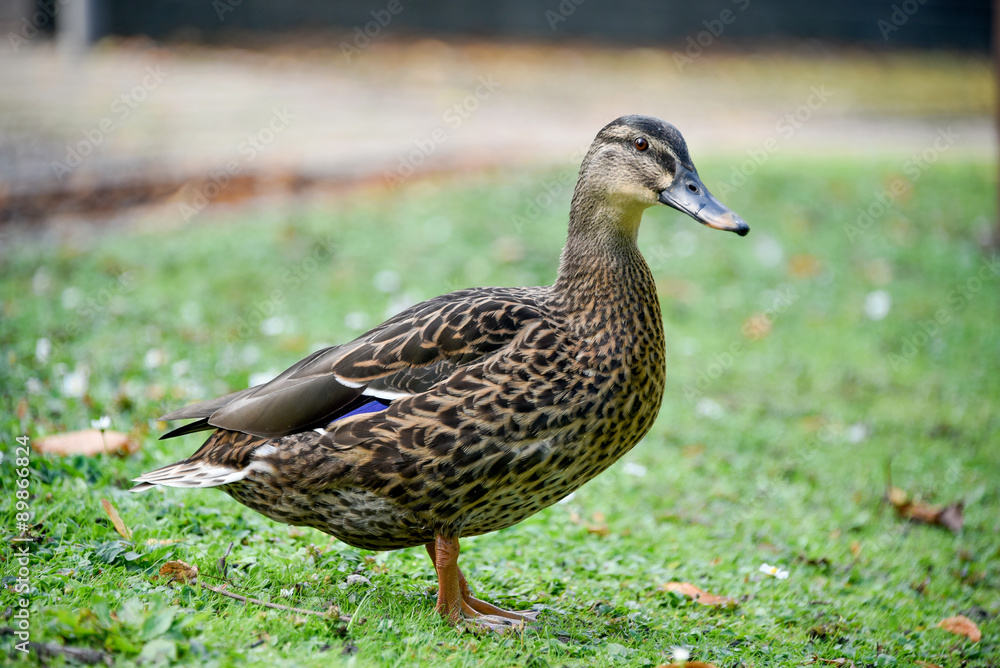 Female Mallard Duck on grass 