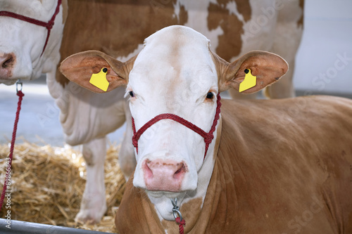 Cows at farm photo