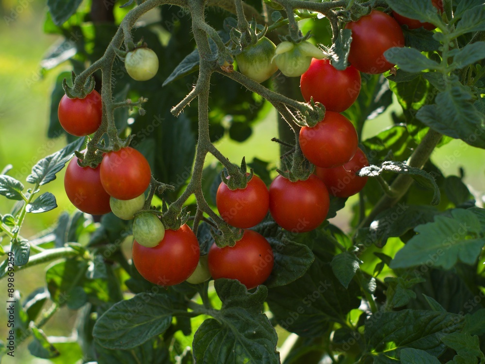 Detailed view on the bunch of riped and unriped cherry tomatoes on the tree and twig in the garden, summer and organic.