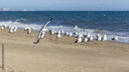 Gulls on the beach